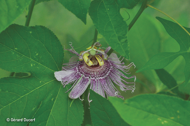 Phytothérapie de passiflore - Plante fraîche Bio - Herbiolys Laboratoire
